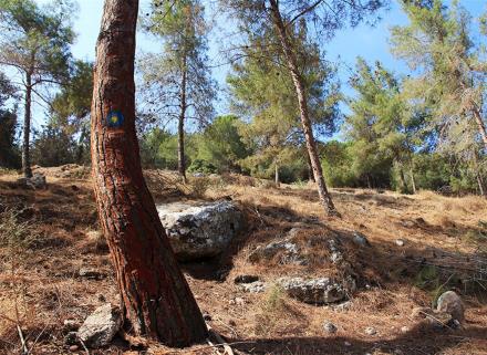 עץ מלכודת. צילום: יעקב שקולניק, ארכיון הצילומים של קקל